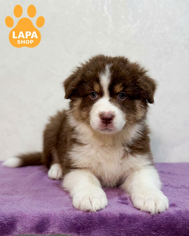 aussie-keycy-01