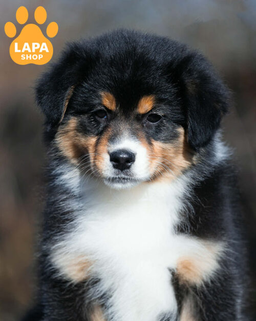 tricolor Aussie