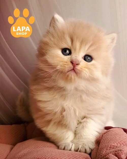длинношерстный британец <br><br>