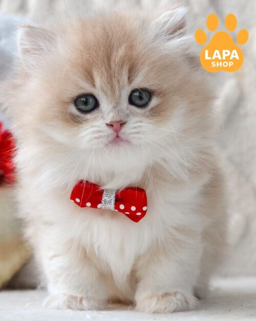 длинношерстный британец <br><br>