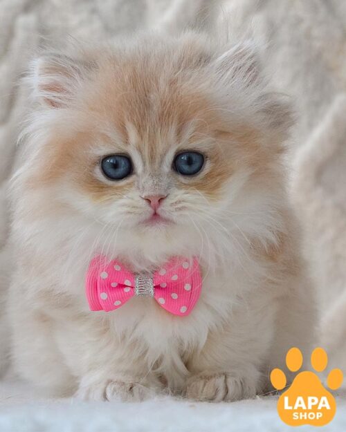 длинношерстный британец <br><br>