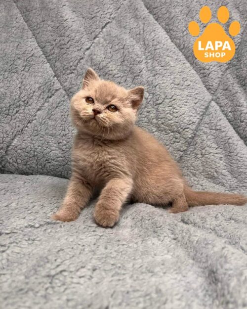 Cute British Lilac Handsome Kitten Ulis