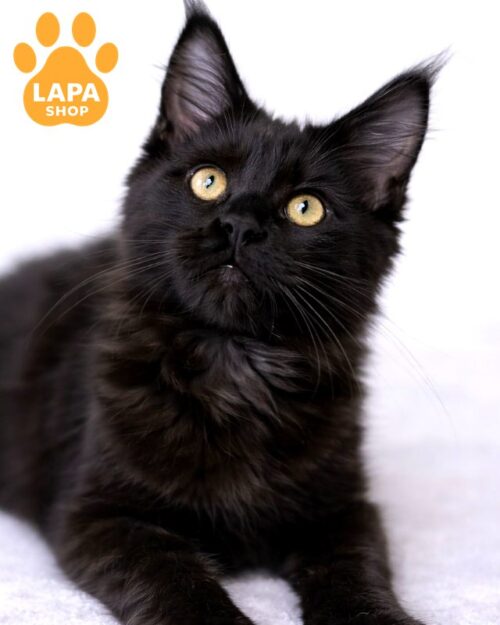 Very Playful Maine Coon Kitty Celestia Waiting for Her Family