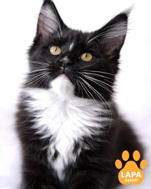 Celine — Calm Maine Coon Kitten with Contrasting Black Bicolor Coat