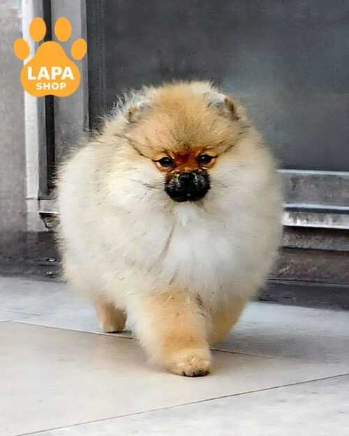 Pomeranian spitz orange color