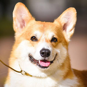 Bitcoin — Calm and Well-Balanced Welsh Corgi Pembroke Boy with a Bright Red and White Coat dad 5