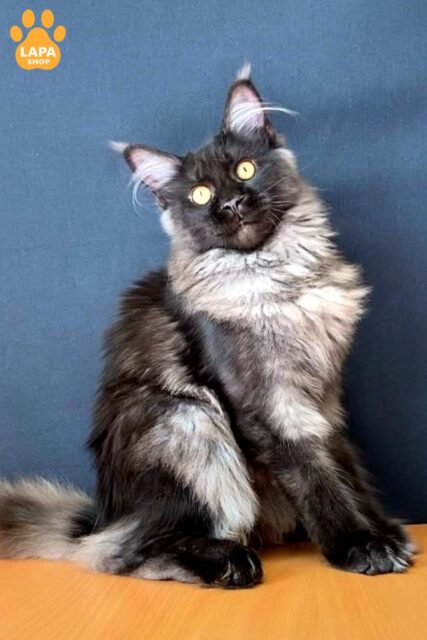 Beautiful Maine Coon Kitty in a Spectacular Smoke Fur Coat Fiona