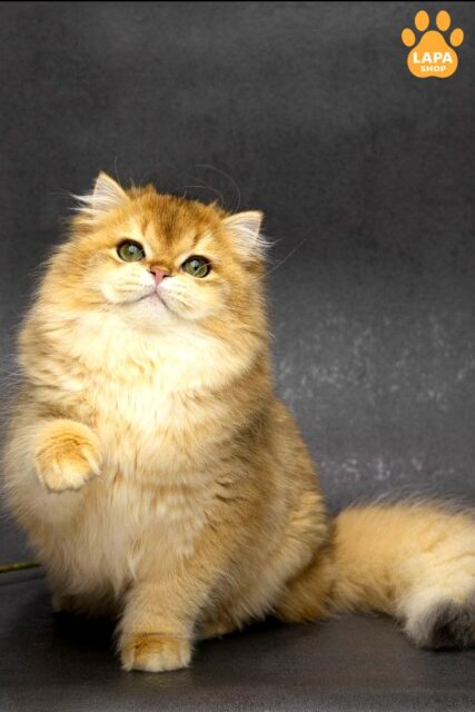 Harvey is a Luxurious British Handsome Kitten in a Spectacular Golden Fur Coat
