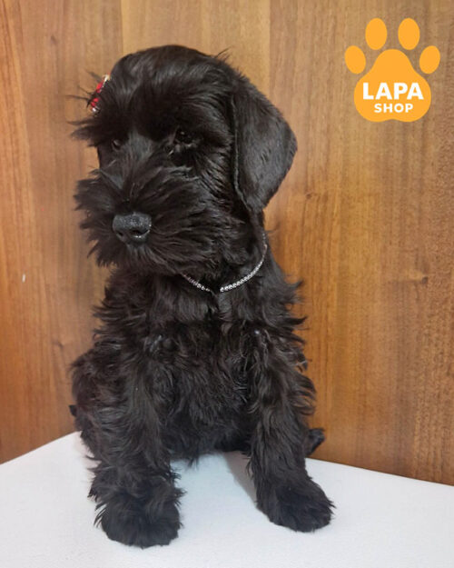 black miniature schnauzer