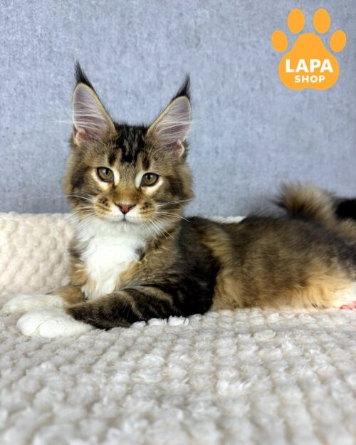 Iris is a Spectacular Tortoiseshell White Maine Coon Kitty iris55