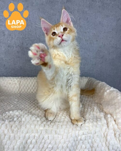 Ivor is a Cute Maine Coon Kitten in a Soft Plush Fur Coat ivor04