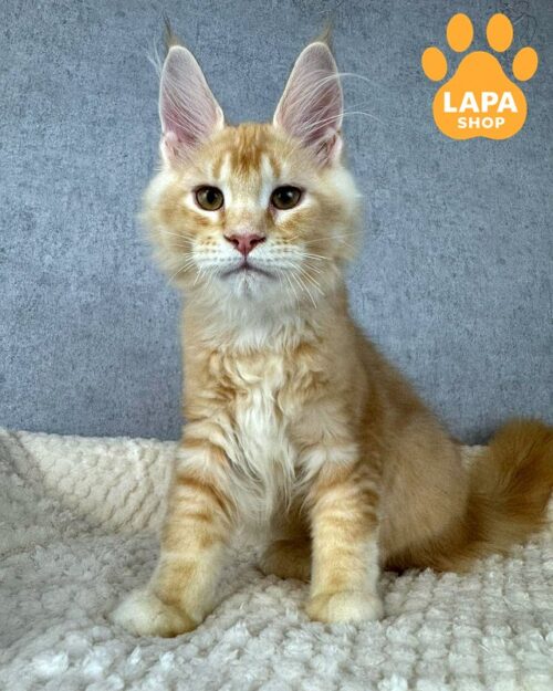 Fabulous handsome Maine Coon Kitten Jean jean1