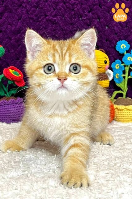 Golden Scottish Straight Kitty Jenny is Waiting for a Loving Family jenny 1