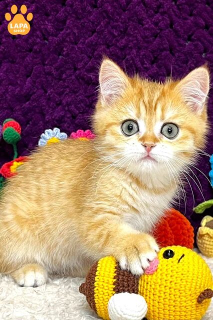 Gentle Scottish Straight Jerry is a Ray of Sunshine in Your Home jerry4 1