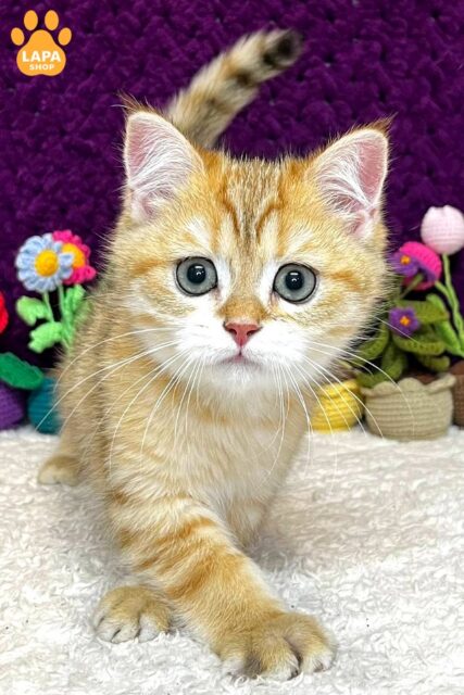 Golden Treasure — Scottish Straight Kitten Joker joker5 1