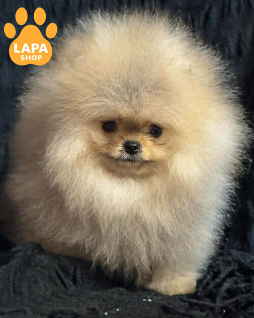 cream Pomeranian