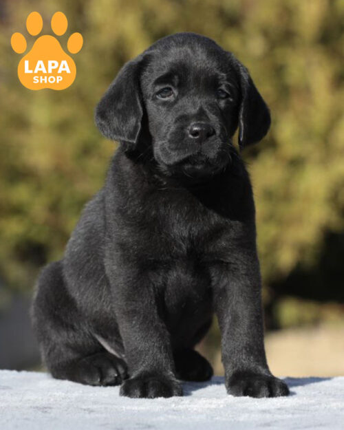 black Labrador Retriever