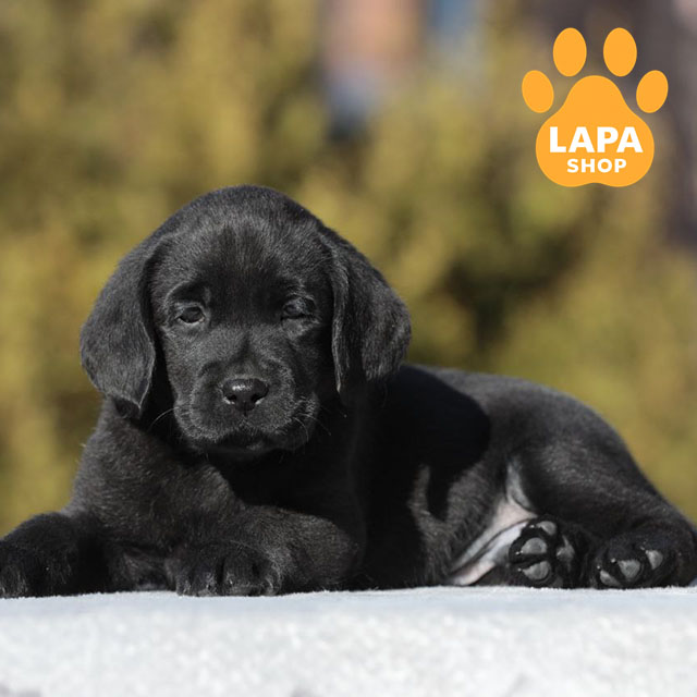 Labrador-Retriever-02