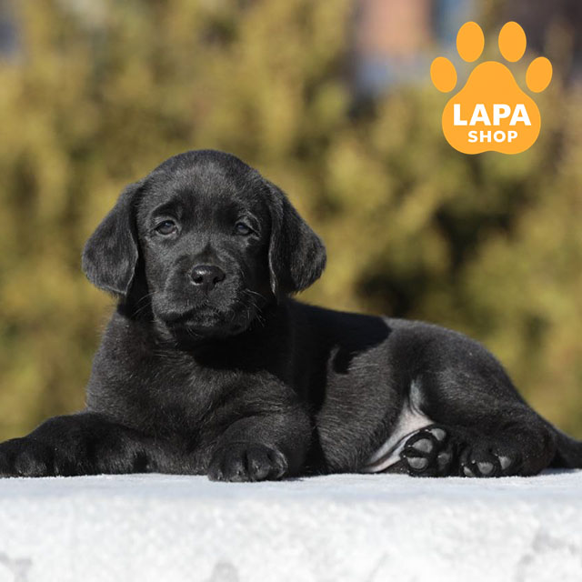 Labrador-Retriever-03