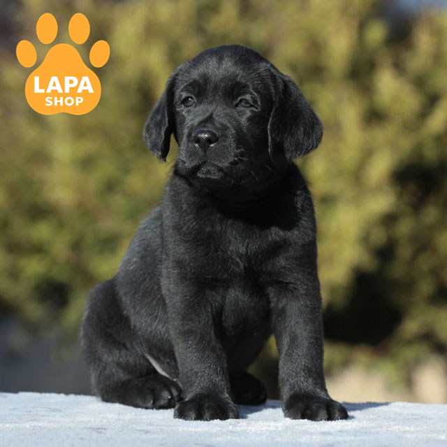 Labrador-Retriever-04