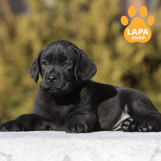 Labrador-Retriever-05