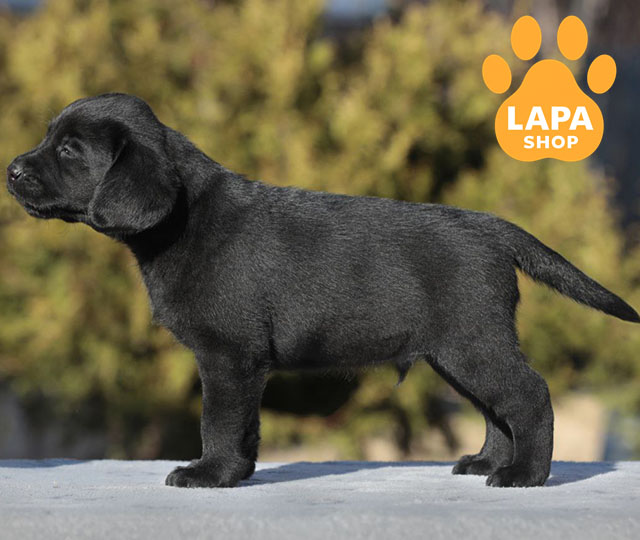 Labrador-Retriever-06