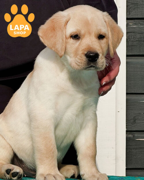yellow Labrador Retriever