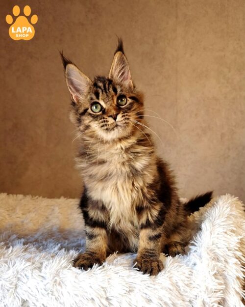 maine coon optima