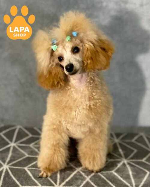 red toy poodle
