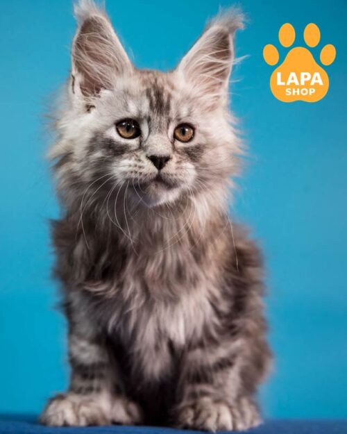 silver Maine Coon kitty