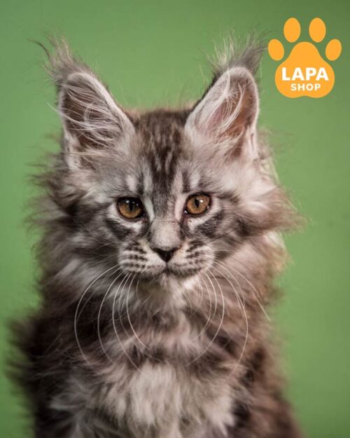 silver Maine Coon kitty