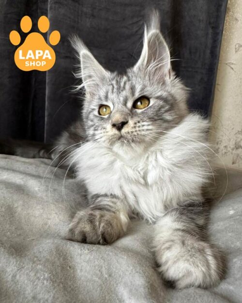 silver Maine Coon kitty