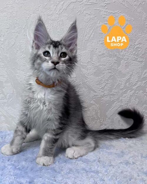 Indigo is a Stylish Maine Coon Kitten mco indigo1008