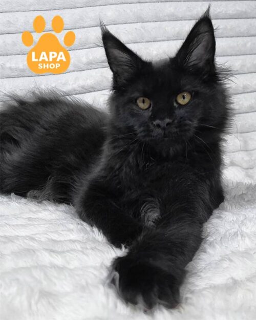 black Maine Coon kitty