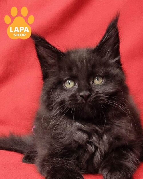 black Maine Coon