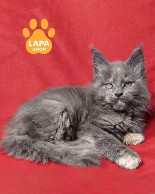 tortoiseshell Maine Coon