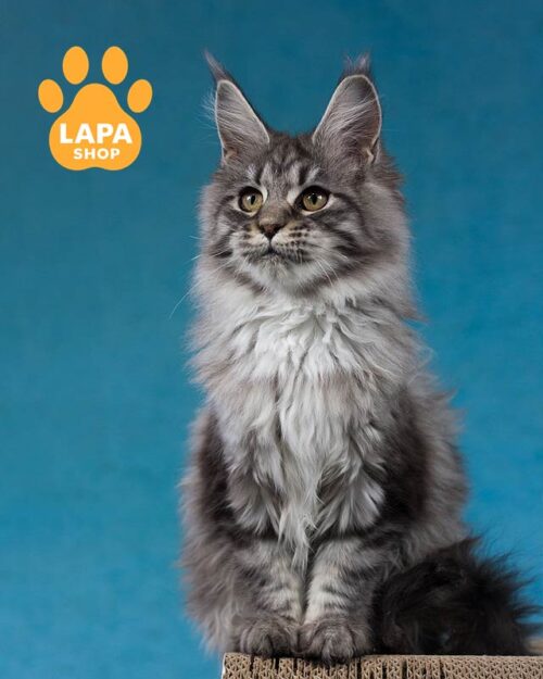 silver-marble Maine Coon kitty