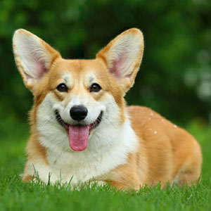 Bitcoin — Calm and Well-Balanced Welsh Corgi Pembroke Boy with a Bright Red and White Coat mom 5