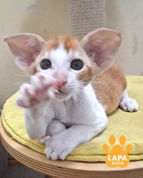 white and red Oriental