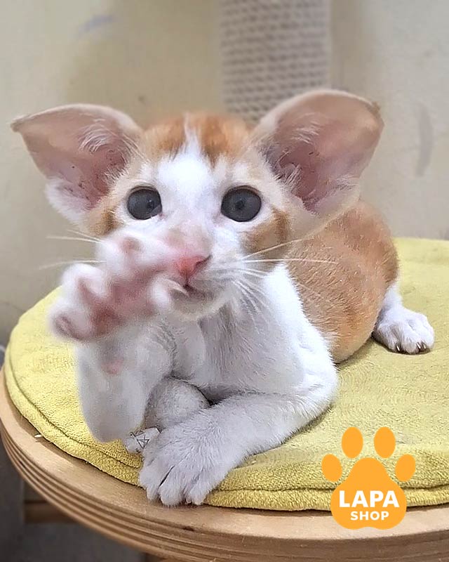 white and red Oriental