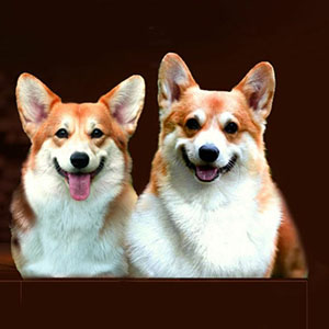 Bitcoin — Calm and Well-Balanced Welsh Corgi Pembroke Boy with a Bright Red and White Coat parents 11