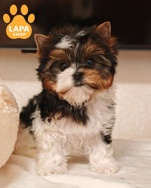 tricolor beaver yorkshire terrier