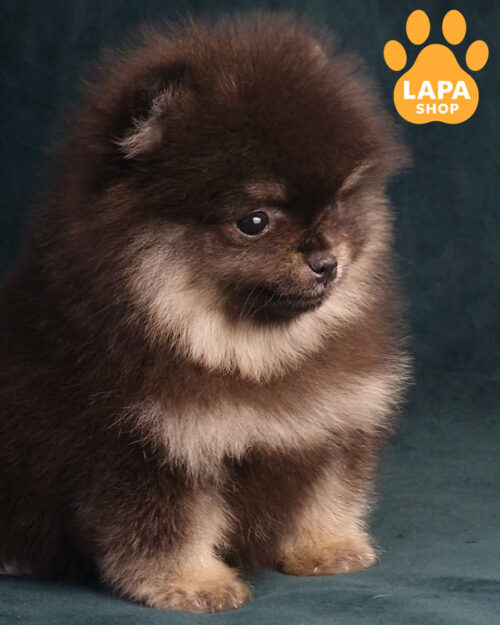 black Pomeranian