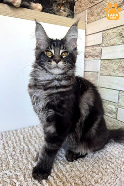 Luxurious Lady Pusha — Maine Coon with a Striking Silver Marble Coat pusha1 1