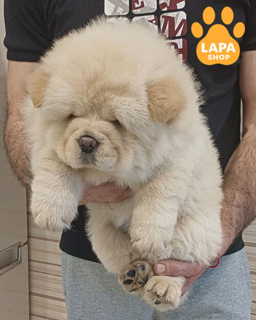 кремовий чау-чау