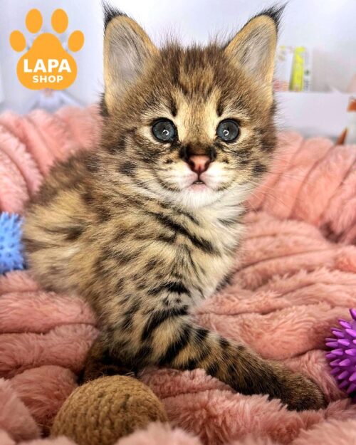 Саванна F1 Sasha — ексклюзивна красуня, яка одразу привертає до себе увагу sasha 1
