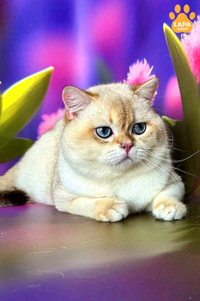 чорний золотий скотіш-страйт