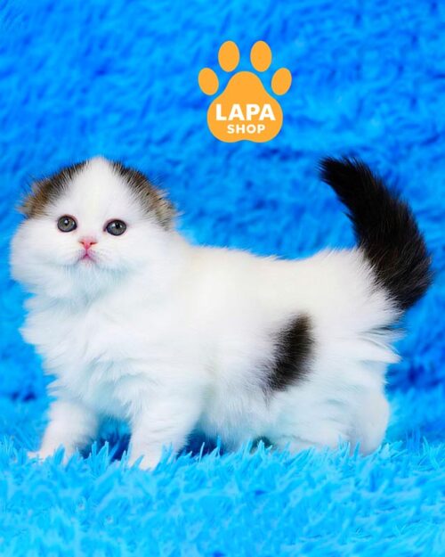 black and white highland fold kitty