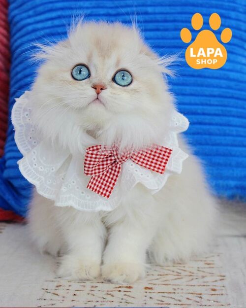 blue-eyed Highland Fold kitty