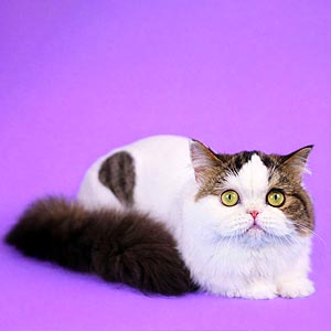 Eddi is an incredible Scottish Handsome Kitten in a Spectacular Black and White Fur Coat sfl mom